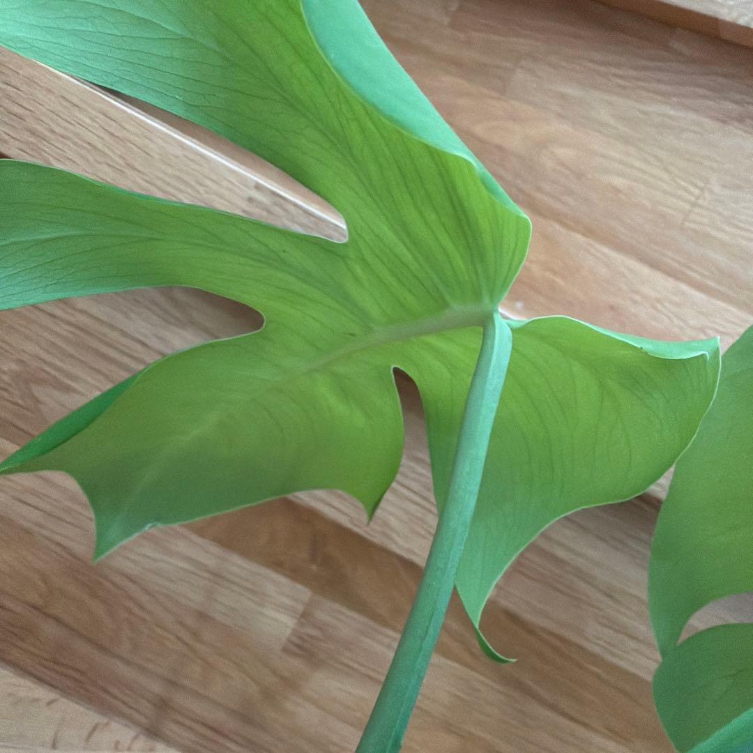 【ネガミエル】モンステラ　ボルシギアナ 　セブブルー　フルミント　トップカット