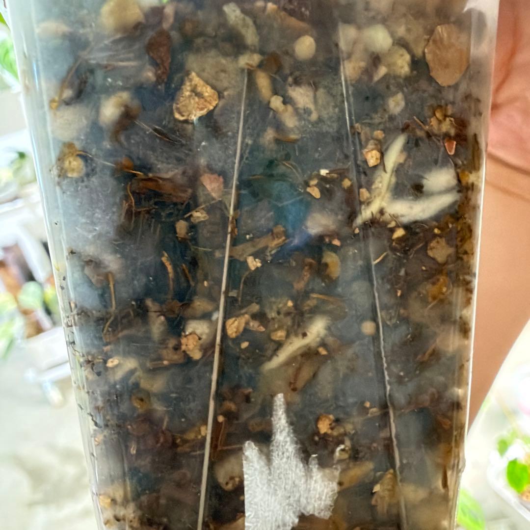 【ネガミエル】モンステラ　ボルシギアナ 　セブブルー　フルミント　トップカット