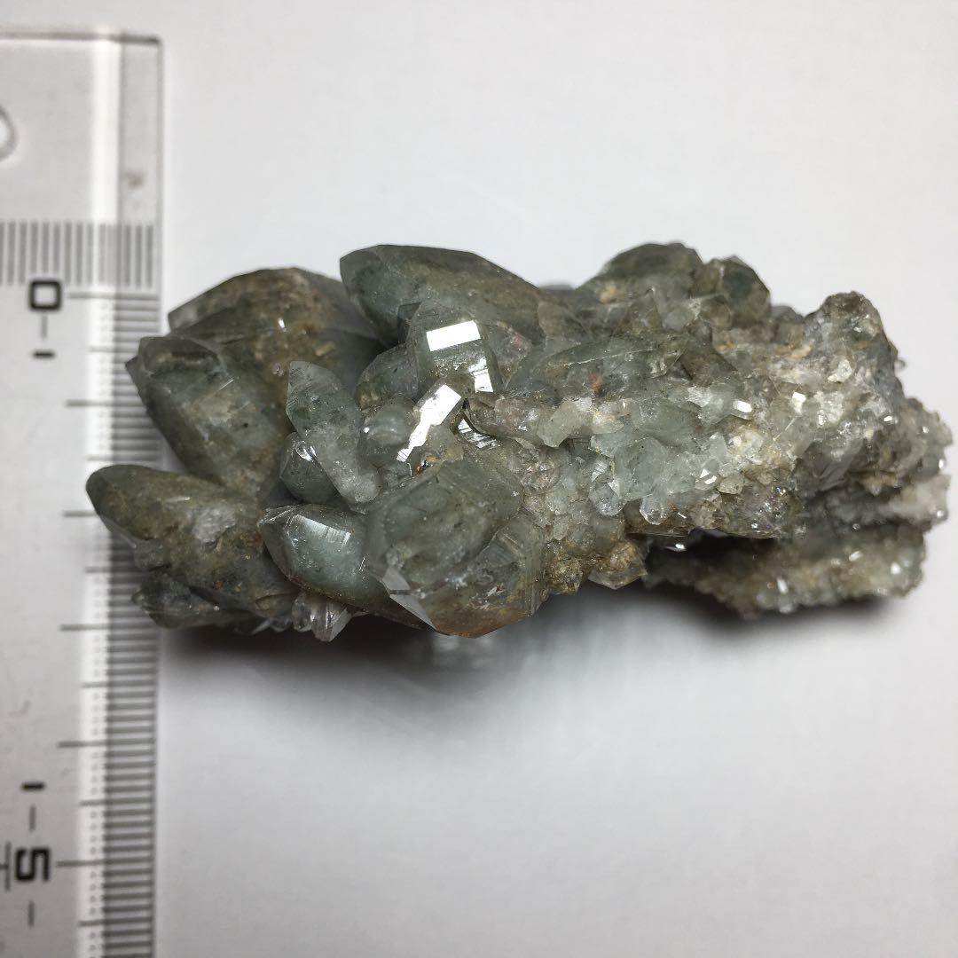 い　ヒマラヤクラスター