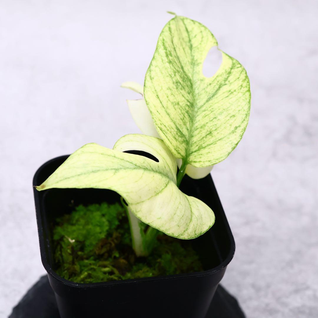 ラフィドフォラ テトラスペルマ ホワイトモンスター ヒメモンステラ ミント斑入り