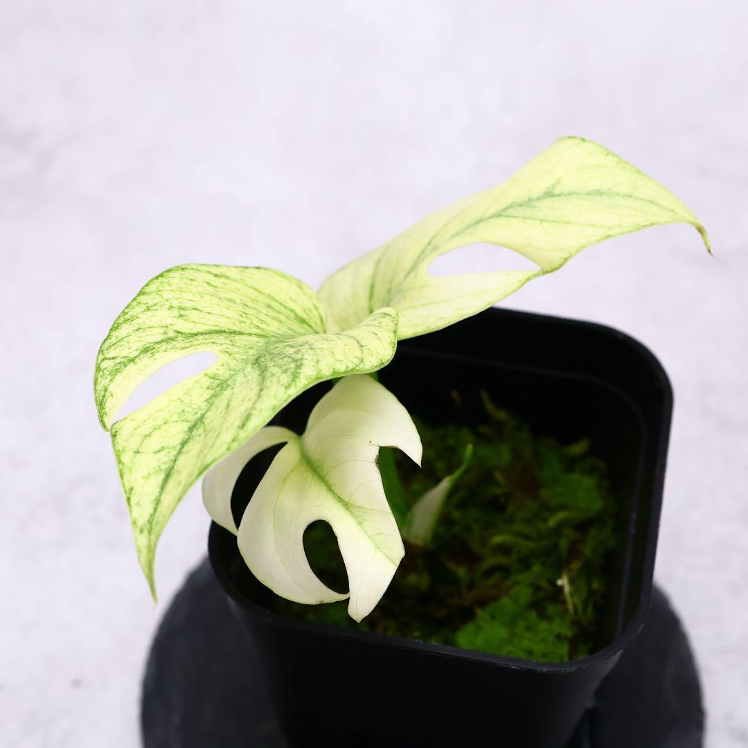 ラフィドフォラ テトラスペルマ ホワイトモンスター ヒメモンステラ ミント斑入り