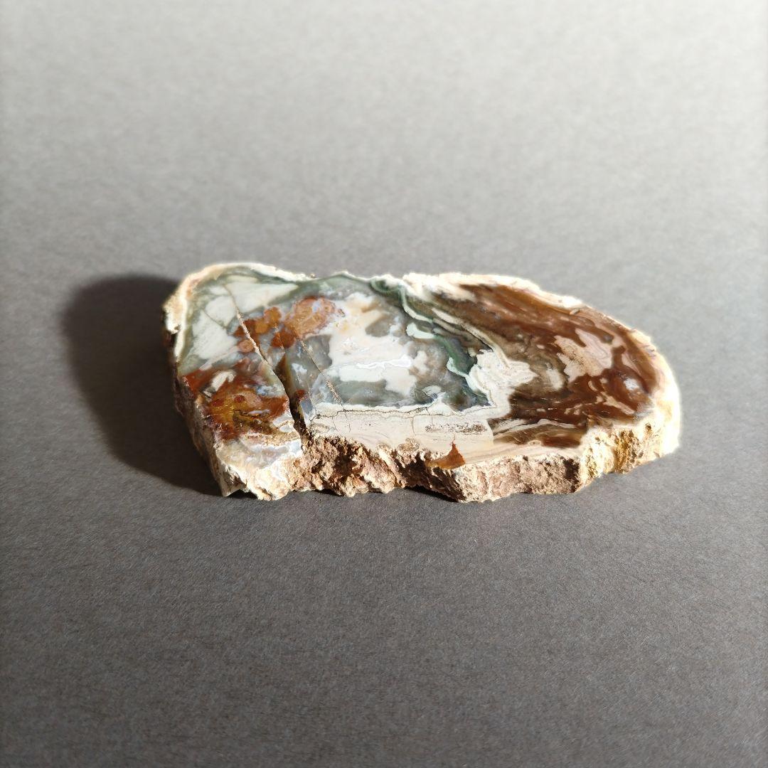 【匿名配送】珪化木 ペトリファイドウッド スライス