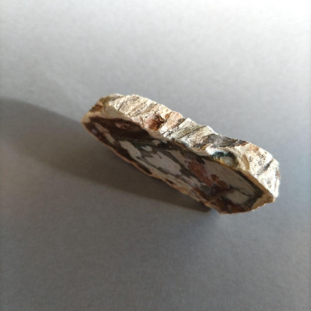 【匿名配送】珪化木 ペトリファイドウッド スライス