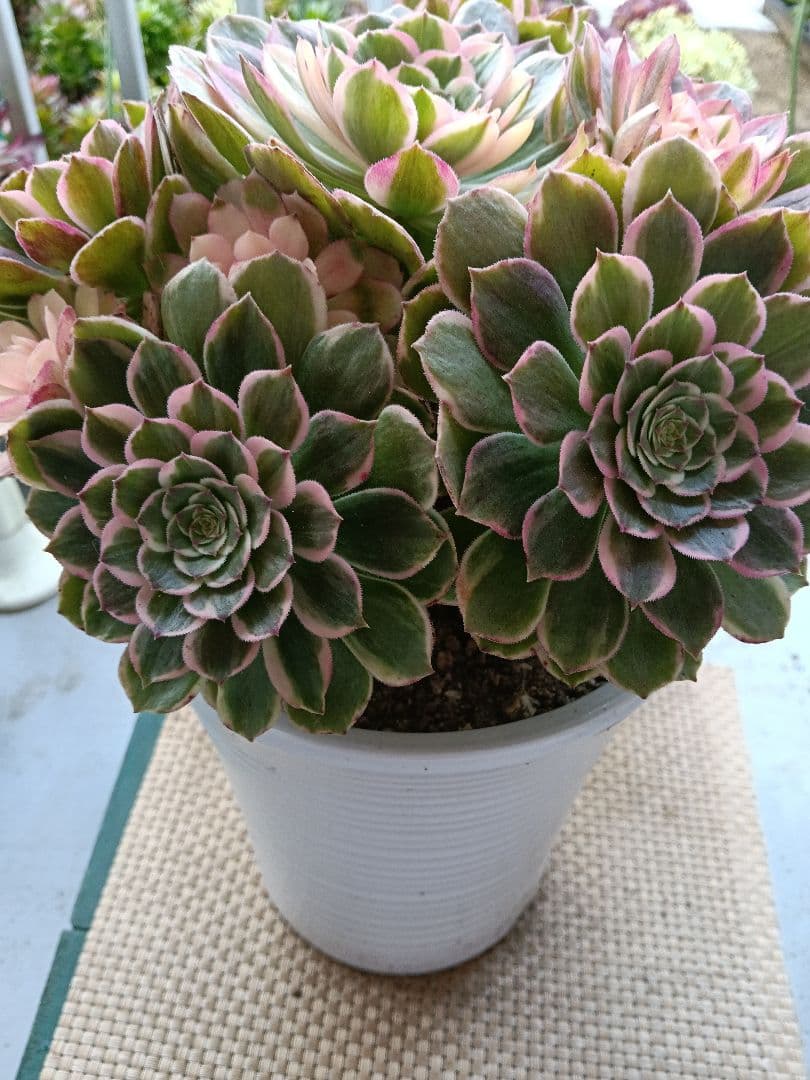 アエオニウム抜き苗　萬紫千紅　直接約30cm