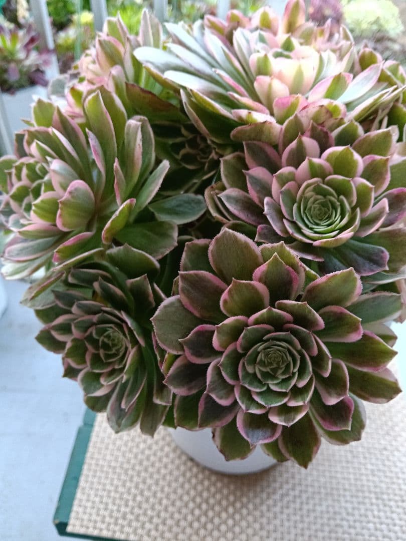 アエオニウム抜き苗　萬紫千紅　直接約30cm