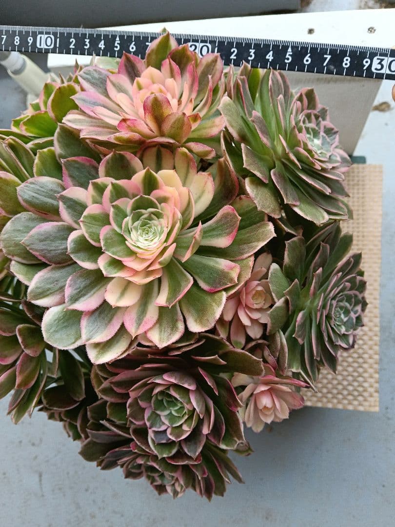 アエオニウム抜き苗　萬紫千紅　直接約30cm