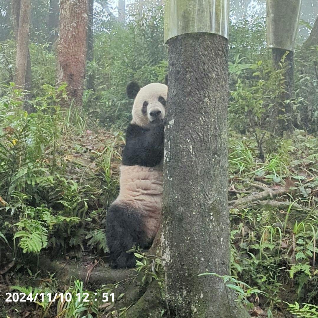 【11/16発売予定】シャンタシャン♡もふもふポンチョ