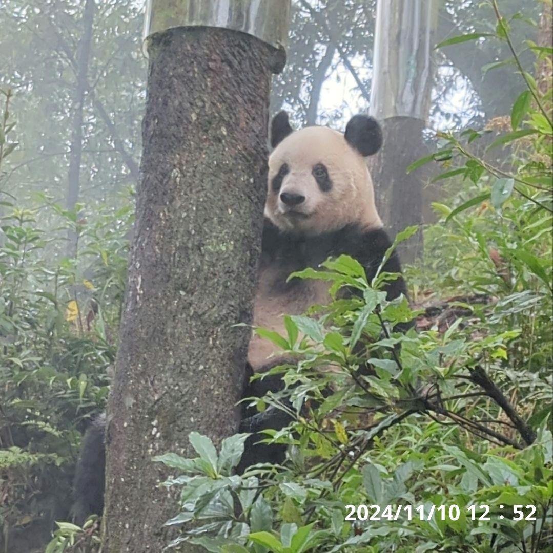 【11/16発売予定】シャンタシャン♡もふもふポンチョ