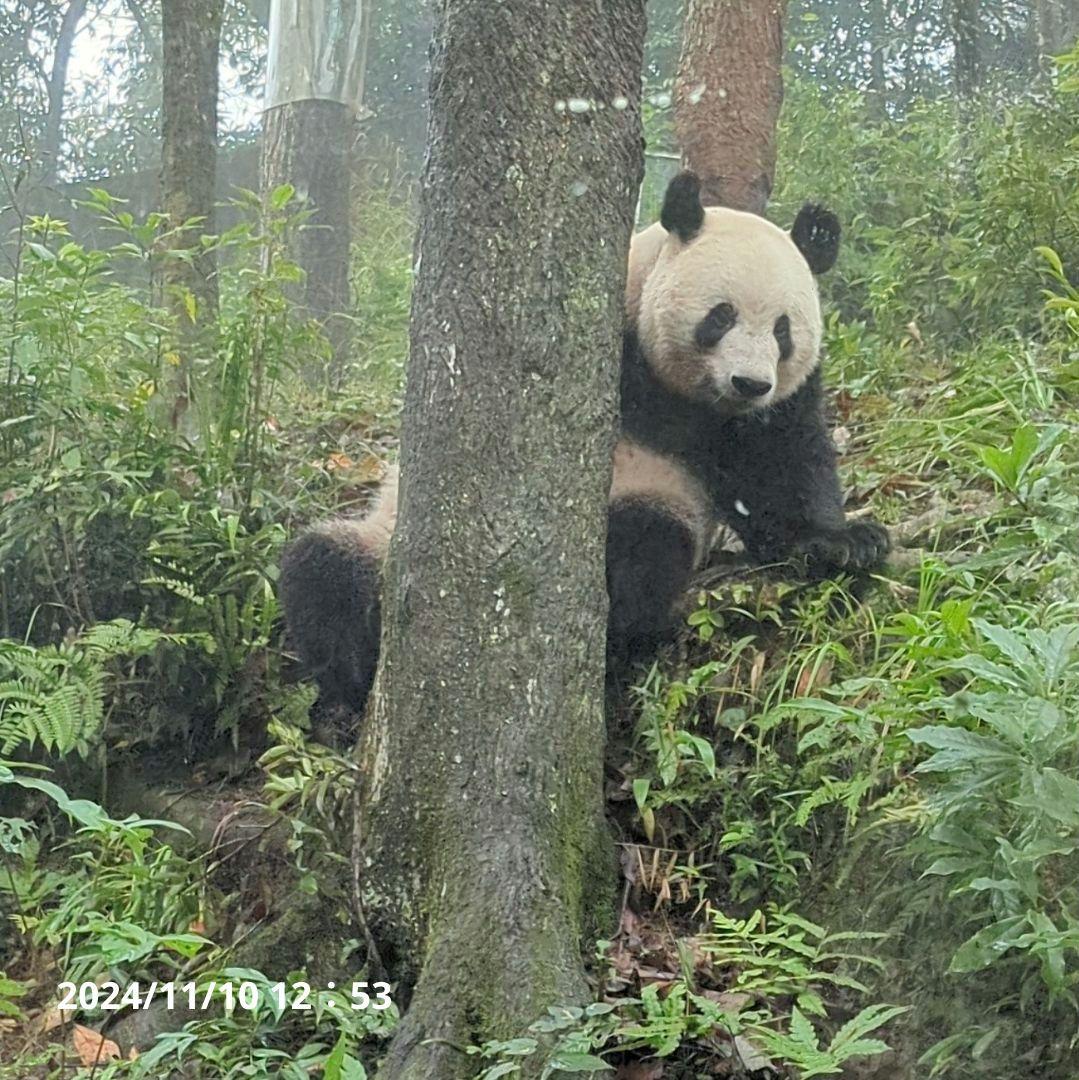 【11/16発売予定】シャンタシャン♡もふもふポンチョ
