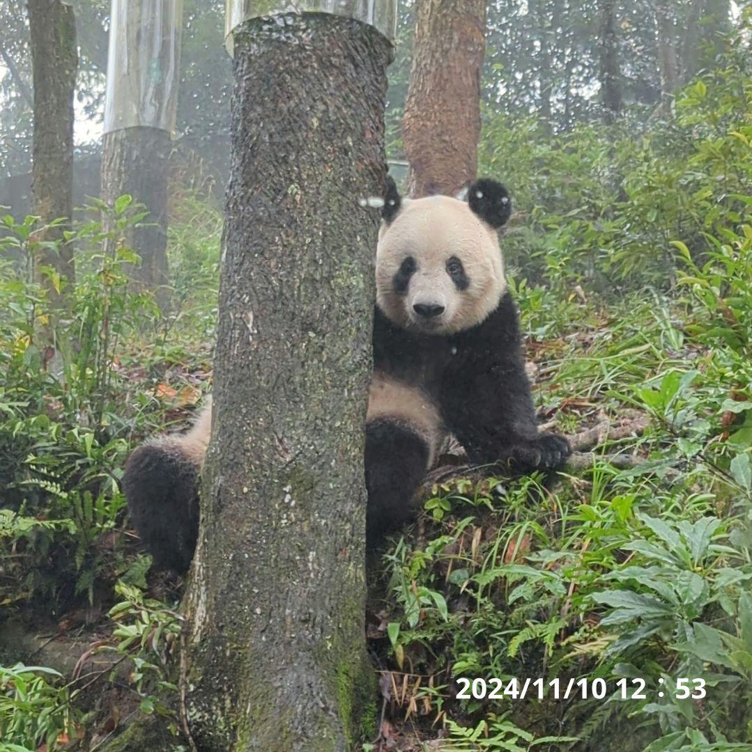 【11/16発売予定】シャンタシャン♡もふもふポンチョ