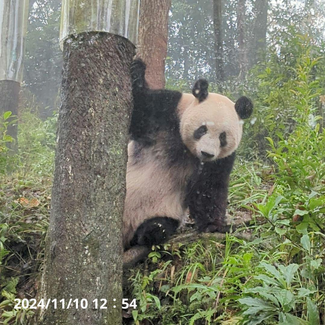 【11/16発売予定】シャンタシャン♡もふもふポンチョ