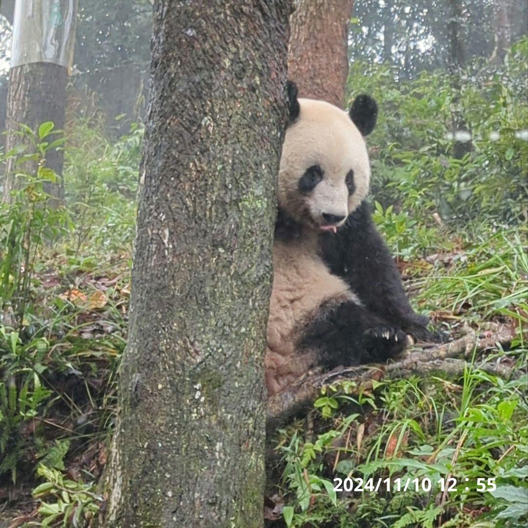 【11/16発売予定】シャンタシャン♡もふもふポンチョ