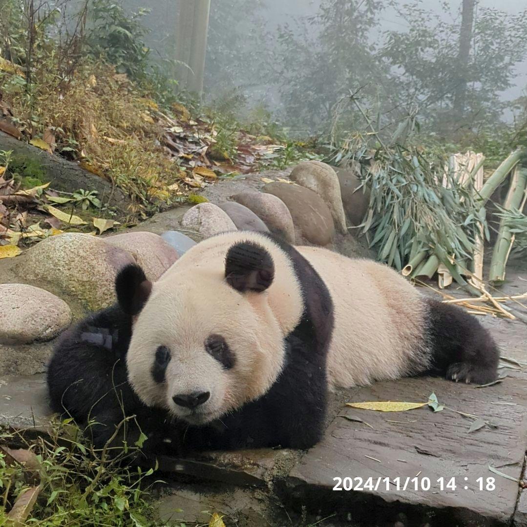 【11/16発売予定】シャンタシャン♡もふもふポンチョ