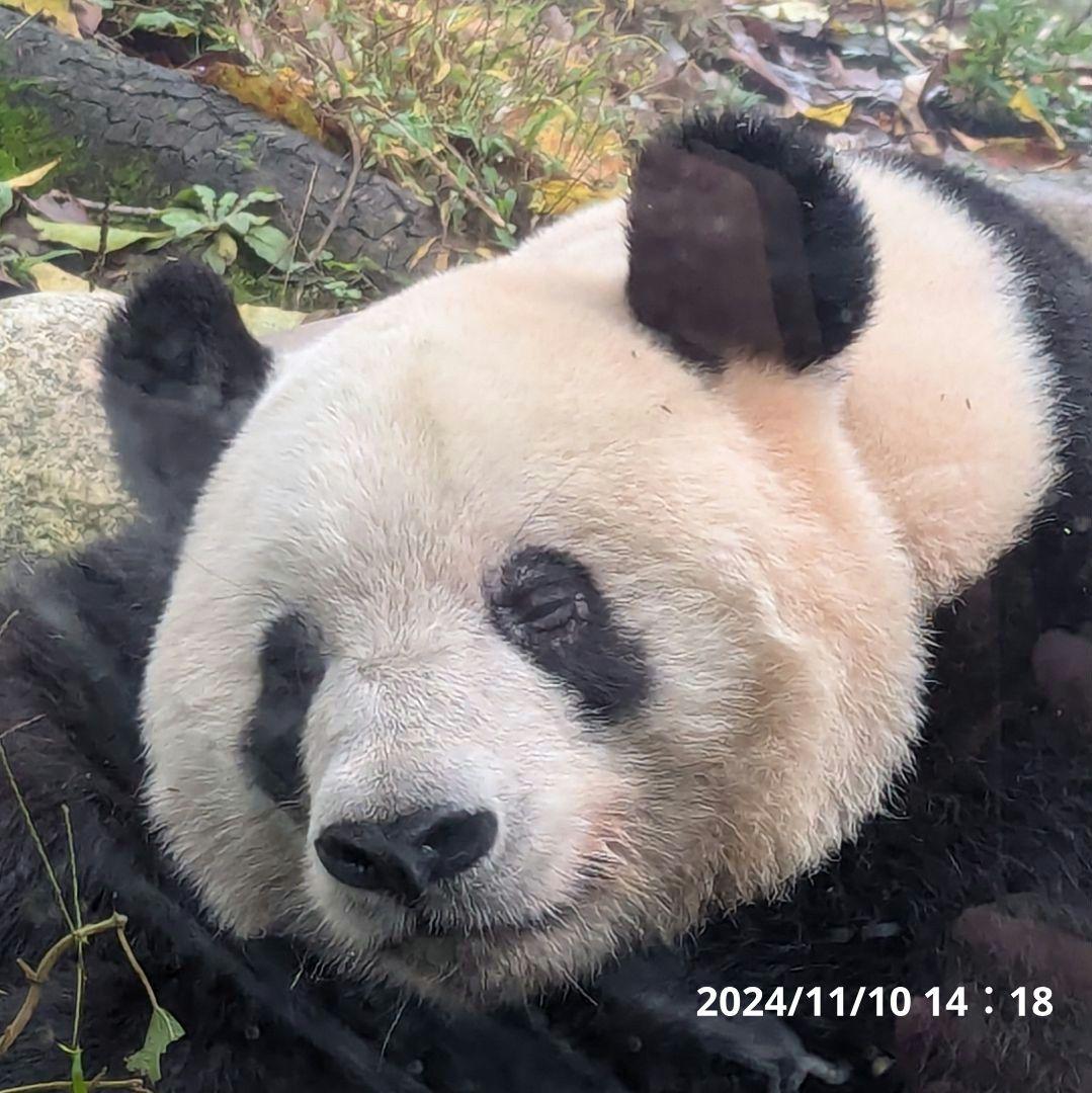 【11/16発売予定】シャンタシャン♡もふもふポンチョ