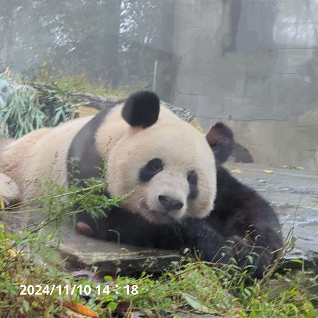 【11/16発売予定】シャンタシャン♡もふもふポンチョ