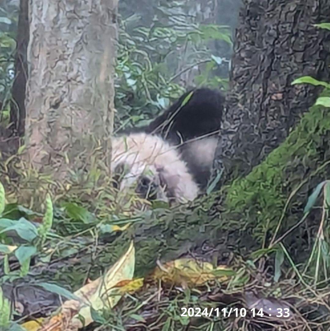 【11/16発売予定】シャンタシャン♡もふもふポンチョ