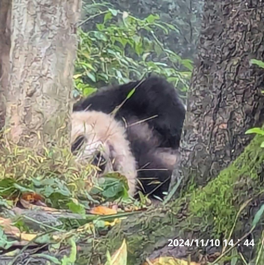 【11/16発売予定】シャンタシャン♡もふもふポンチョ