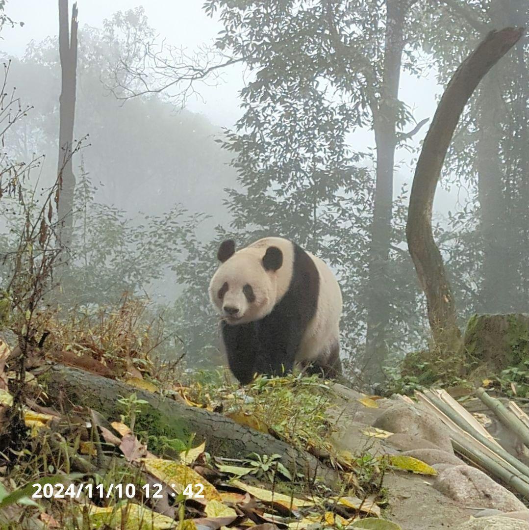 【11/16発売予定】シャンタシャン♡もふもふポンチョ