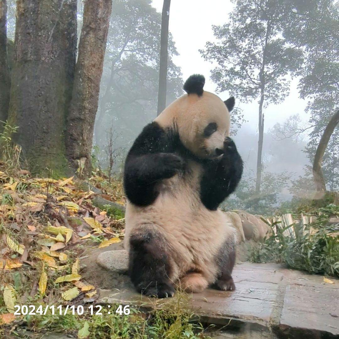 【11/16発売予定】シャンタシャン♡もふもふポンチョ