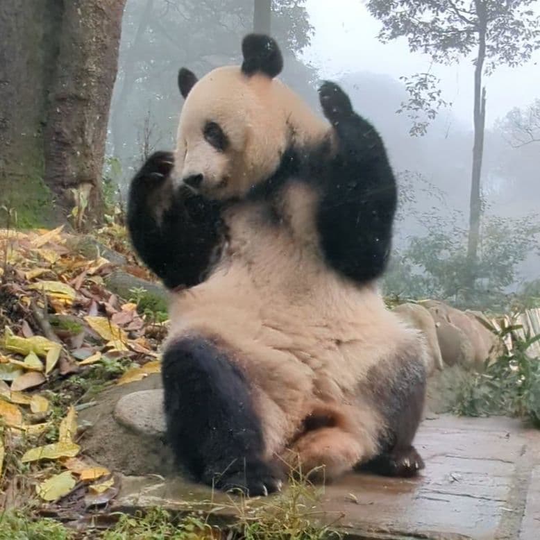 【11/16発売予定】シャンタシャン♡もふもふポンチョ