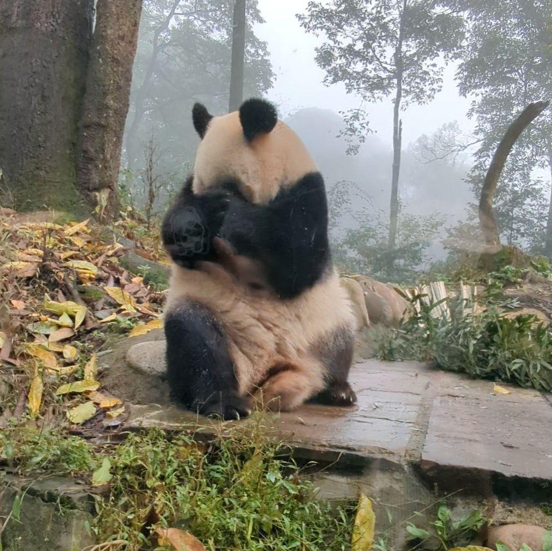 【11/16発売予定】シャンタシャン♡もふもふポンチョ