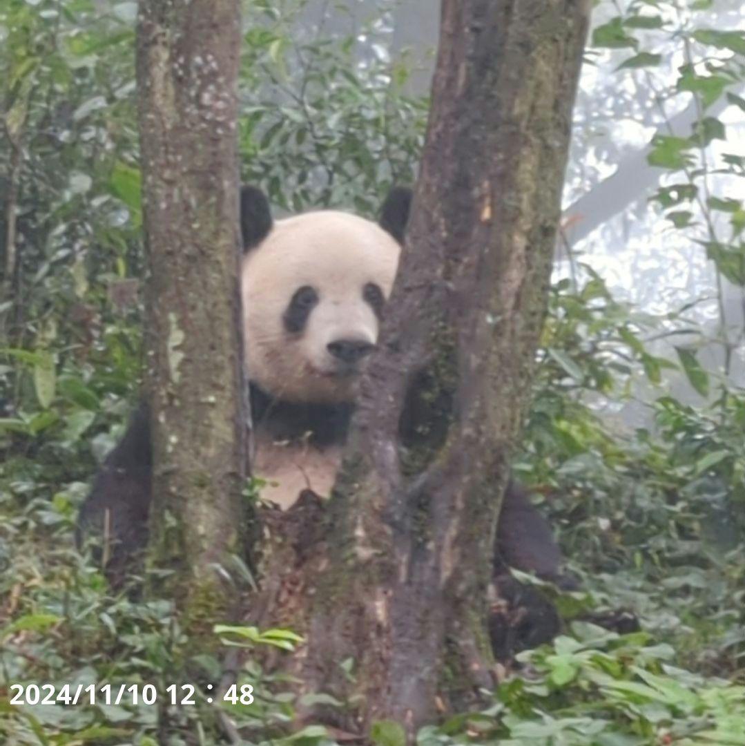 【11/16発売予定】シャンタシャン♡もふもふポンチョ