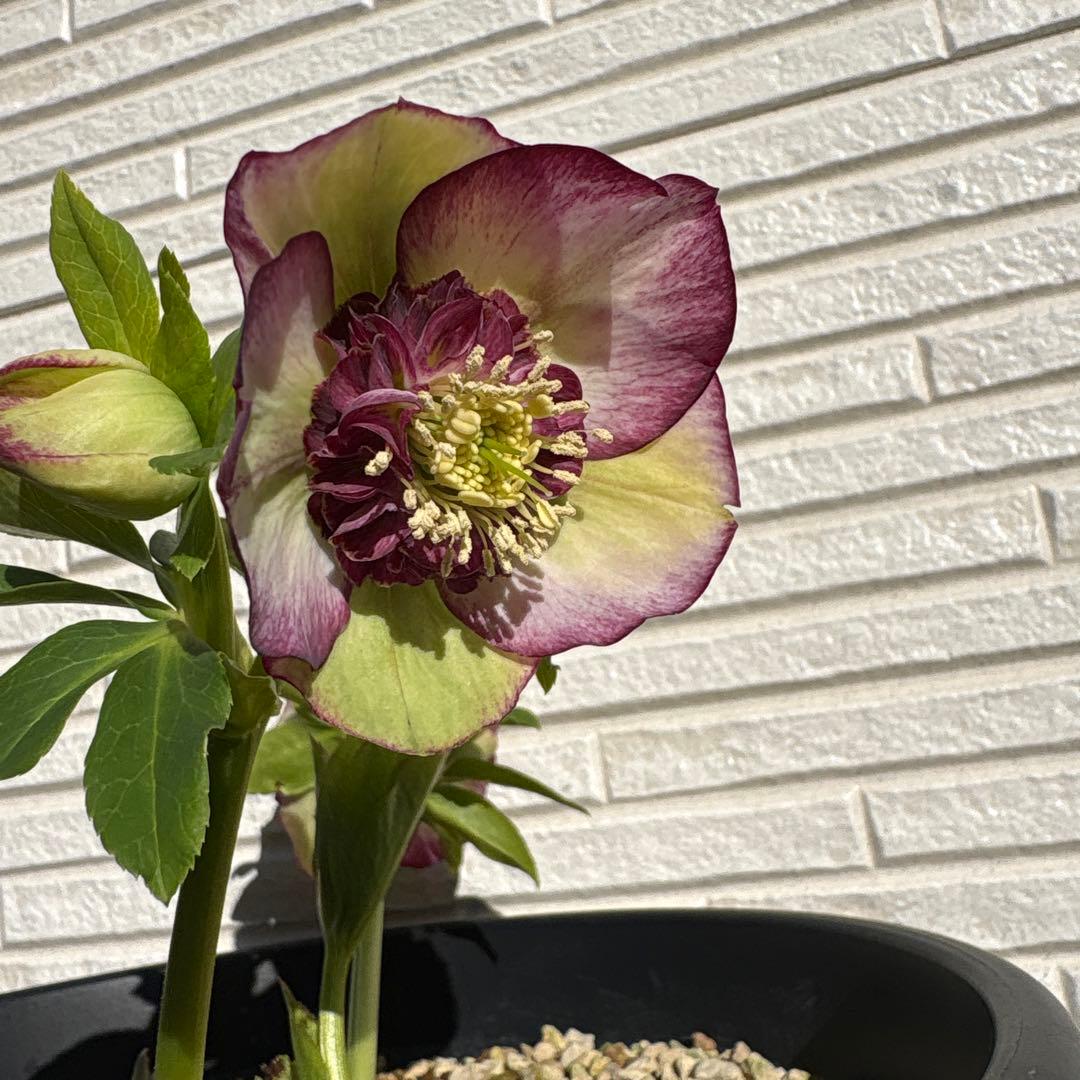 クリスマスローズ　セミダブル　トリカラー