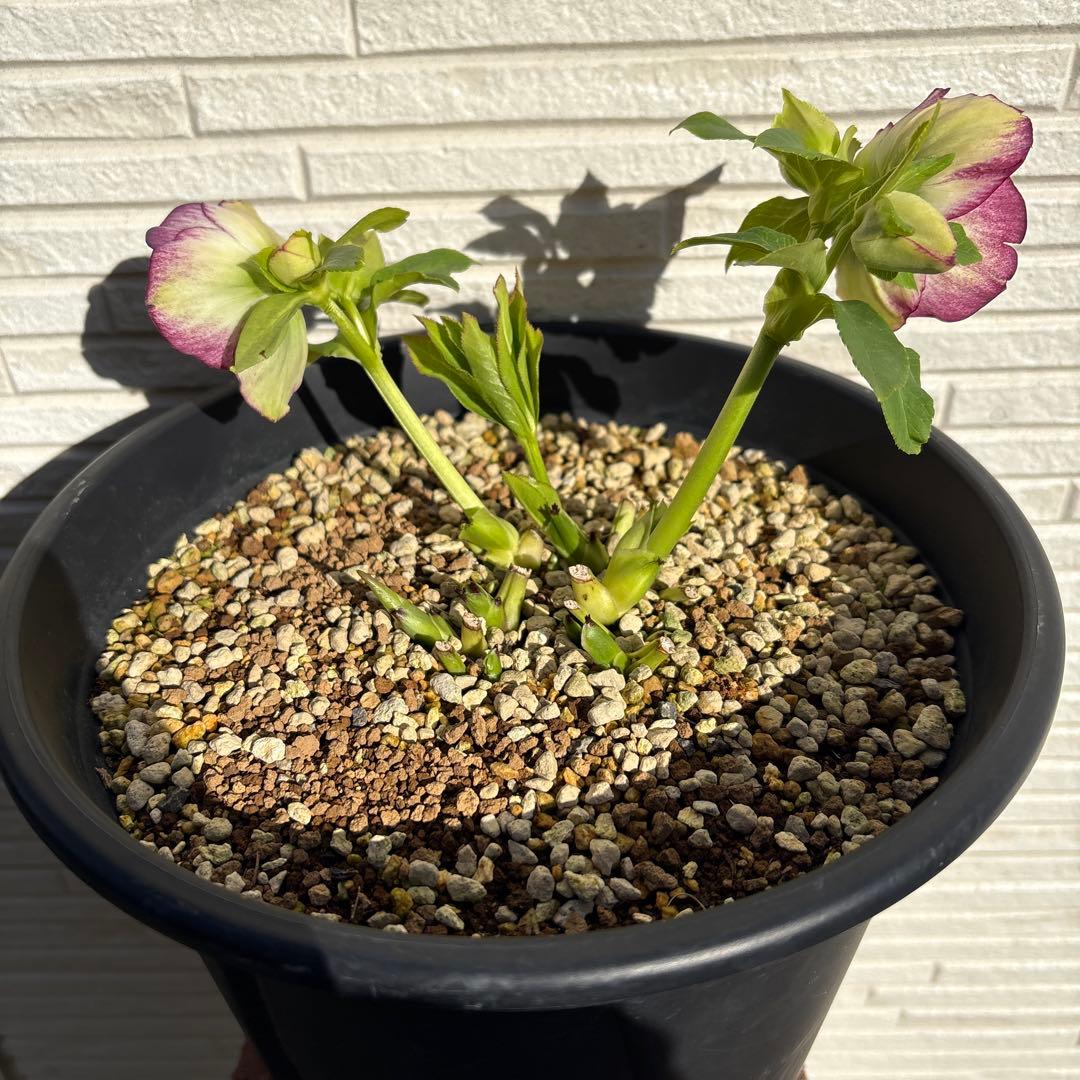 クリスマスローズ　セミダブル　トリカラー