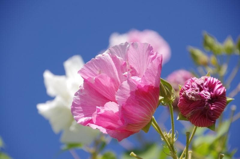 【❄超万能レンズ】ペンタックス DA 18-270mm ED SDM オマケ多数