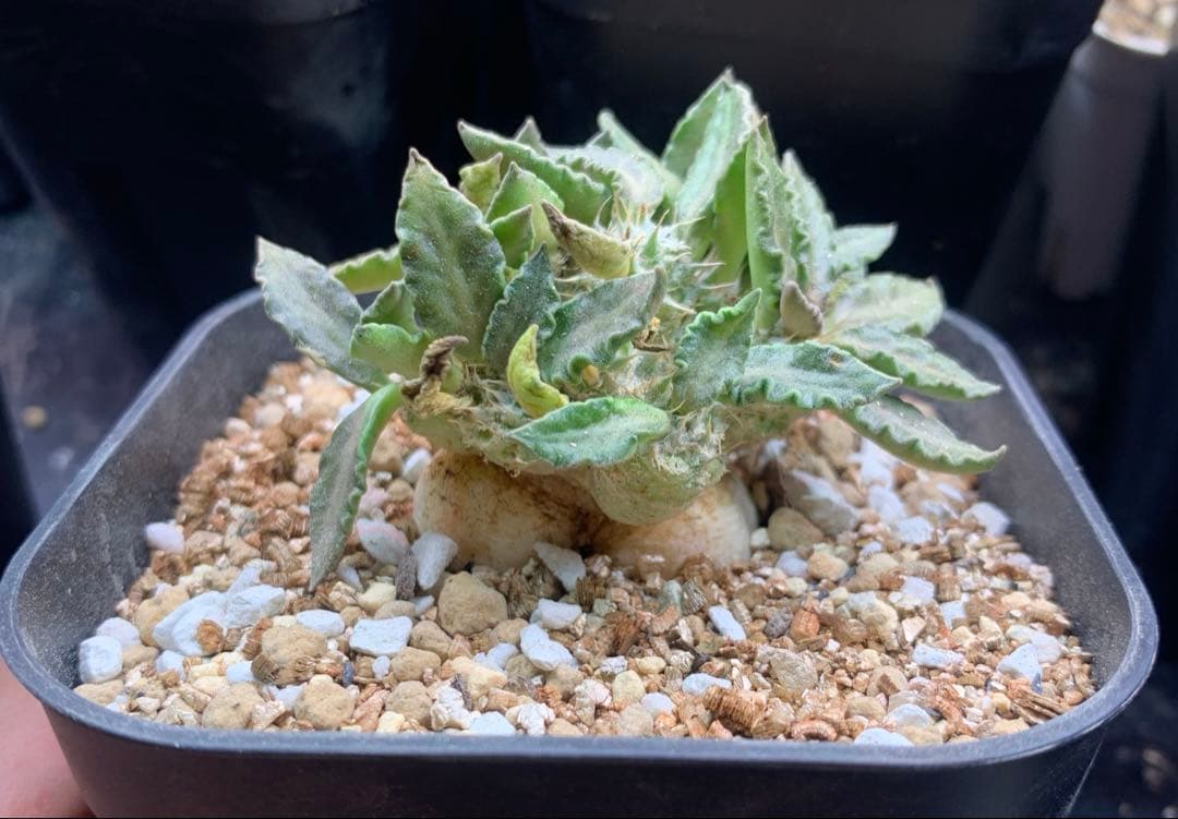 ユーフォルビア・トゥレアレンシス　国内実生株　鉢ごと