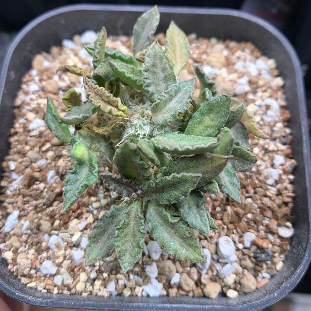 ユーフォルビア・トゥレアレンシス　国内実生株　鉢ごと