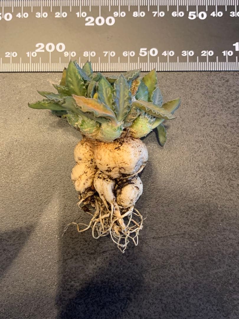 ユーフォルビア・トゥレアレンシス　国内実生株　鉢ごと