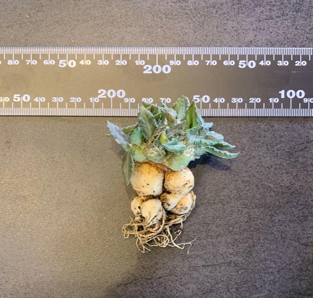 ユーフォルビア・トゥレアレンシス　国内実生株　鉢ごと