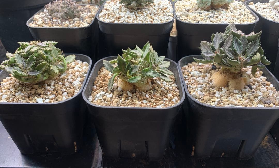 ユーフォルビア・トゥレアレンシス　国内実生株　鉢ごと