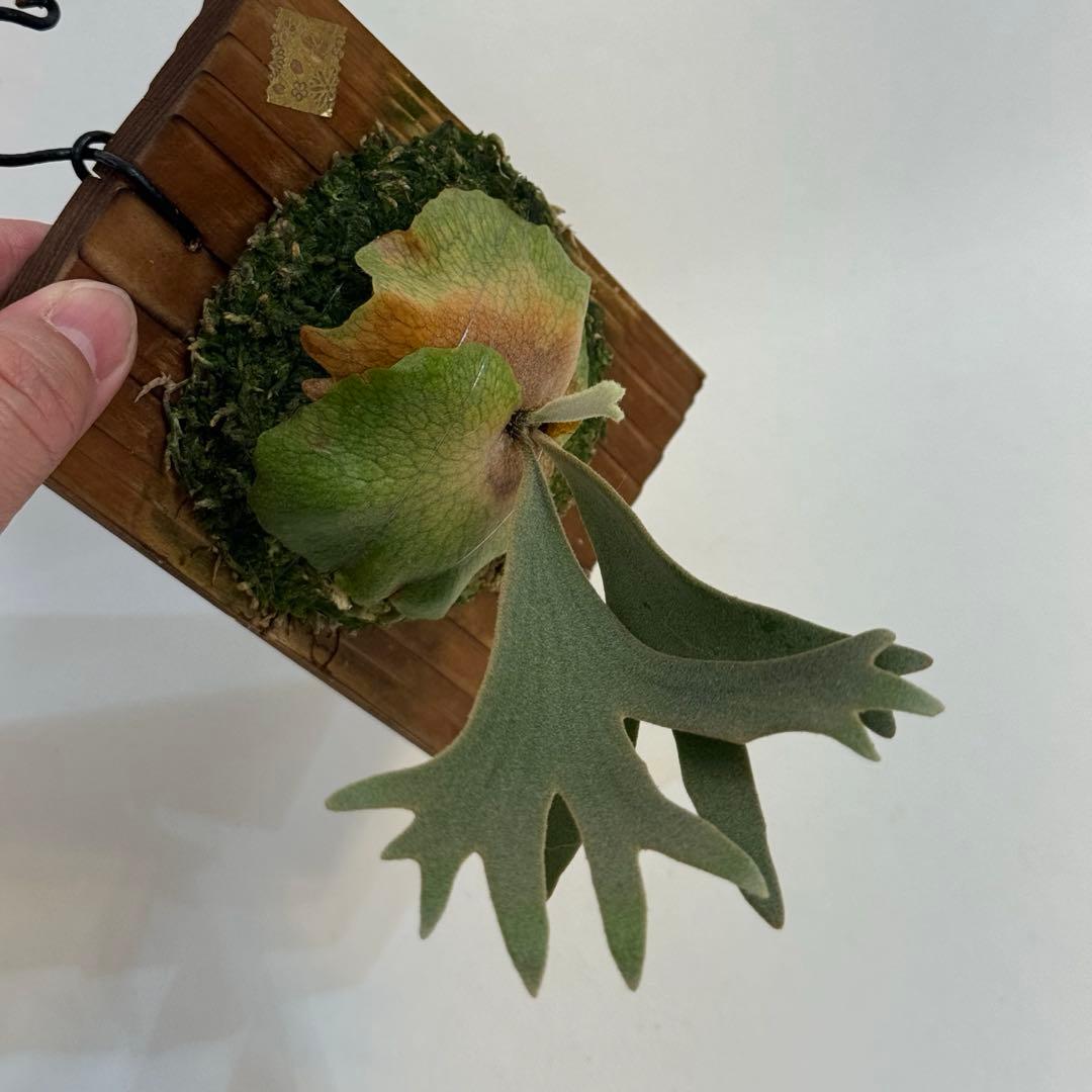 ◆ P.Willinckii ‘OMG’ spore（O-044）