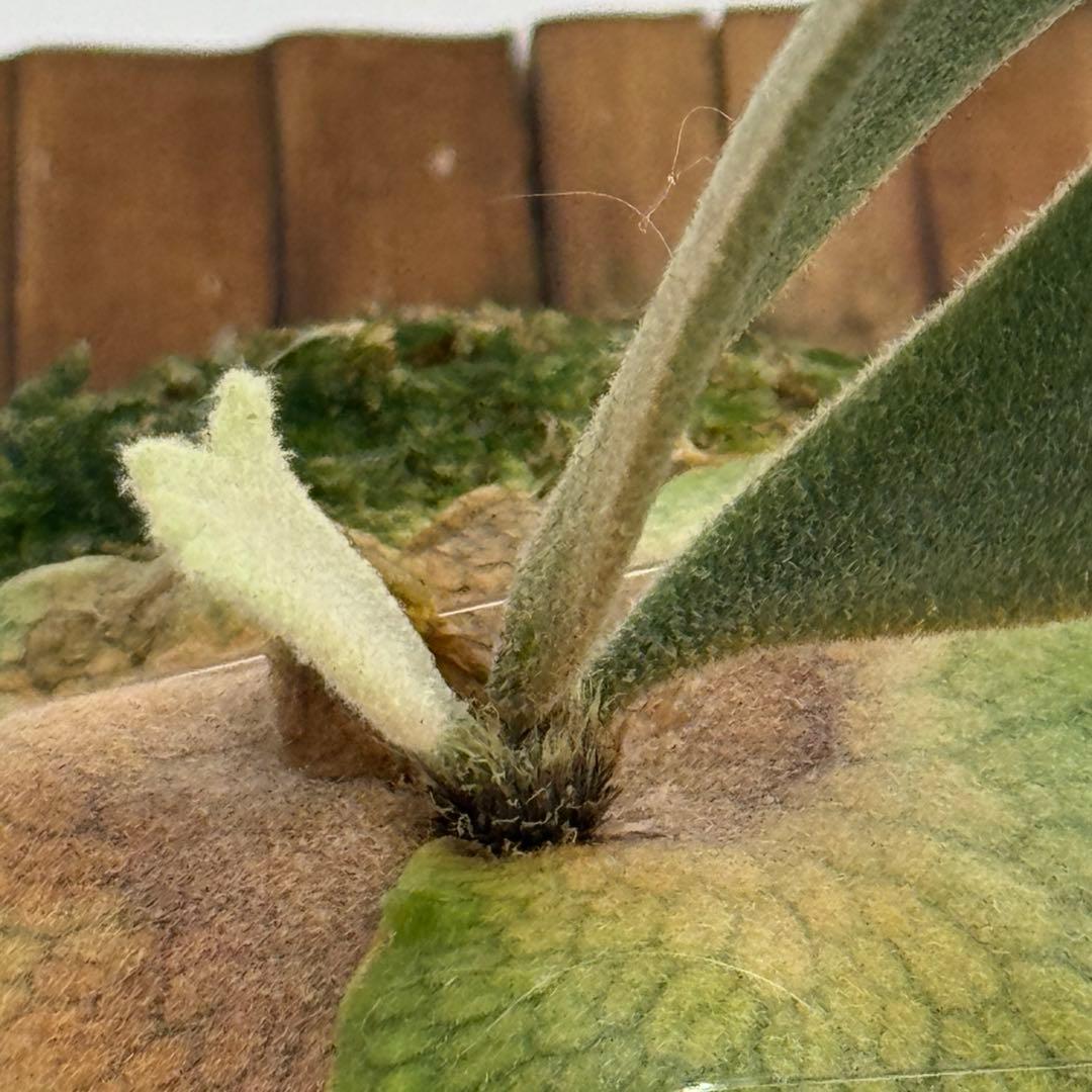 ◆ P.Willinckii ‘OMG’ spore（O-044）