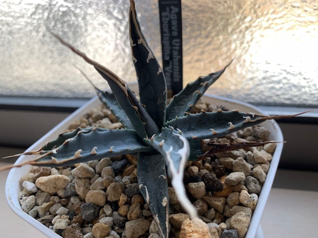 エボリスピナVegas 陽炎　有望株　タグ付き　プレステラ105鉢ごと発送