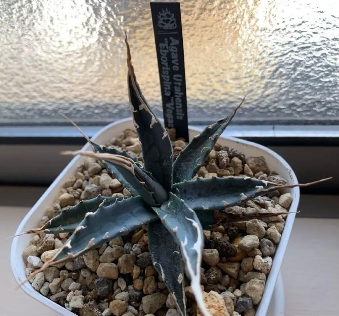 エボリスピナVegas 陽炎　有望株　タグ付き　プレステラ105鉢ごと発送