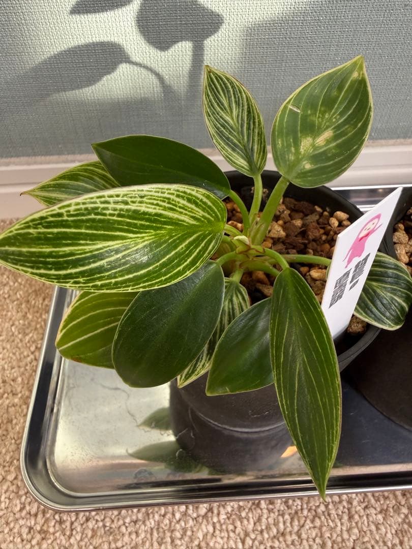 村長の直売所　フィロデンドロン・バーキンコンパクタとハネカズラ斑入り　2点セット