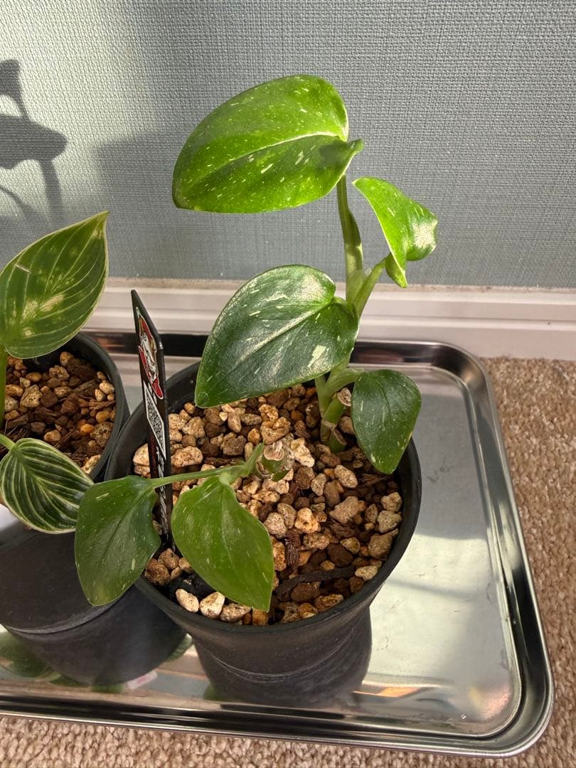 村長の直売所　フィロデンドロン・バーキンコンパクタとハネカズラ斑入り　2点セット