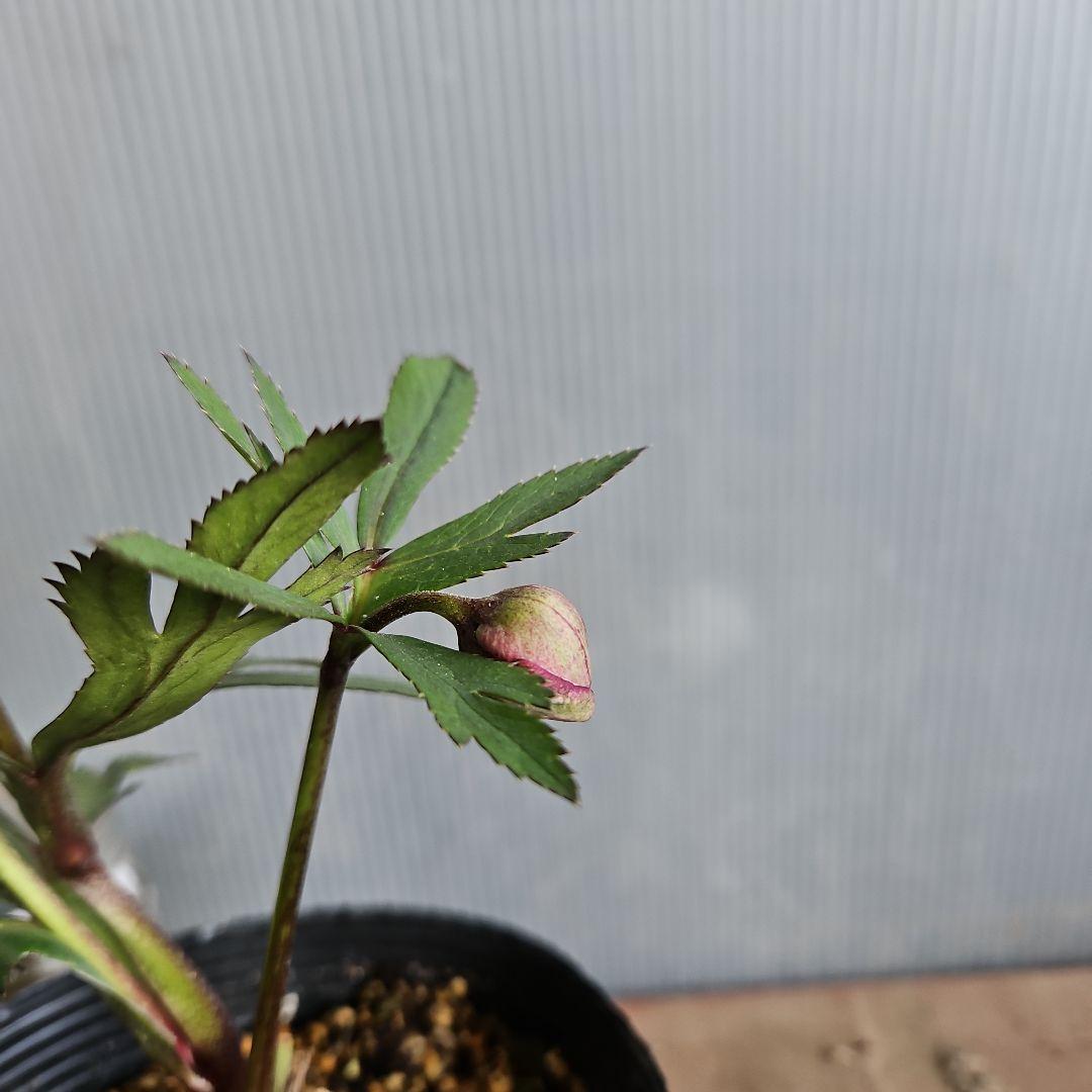 Sh様ご購入苗㉖-511クリスマスローズ