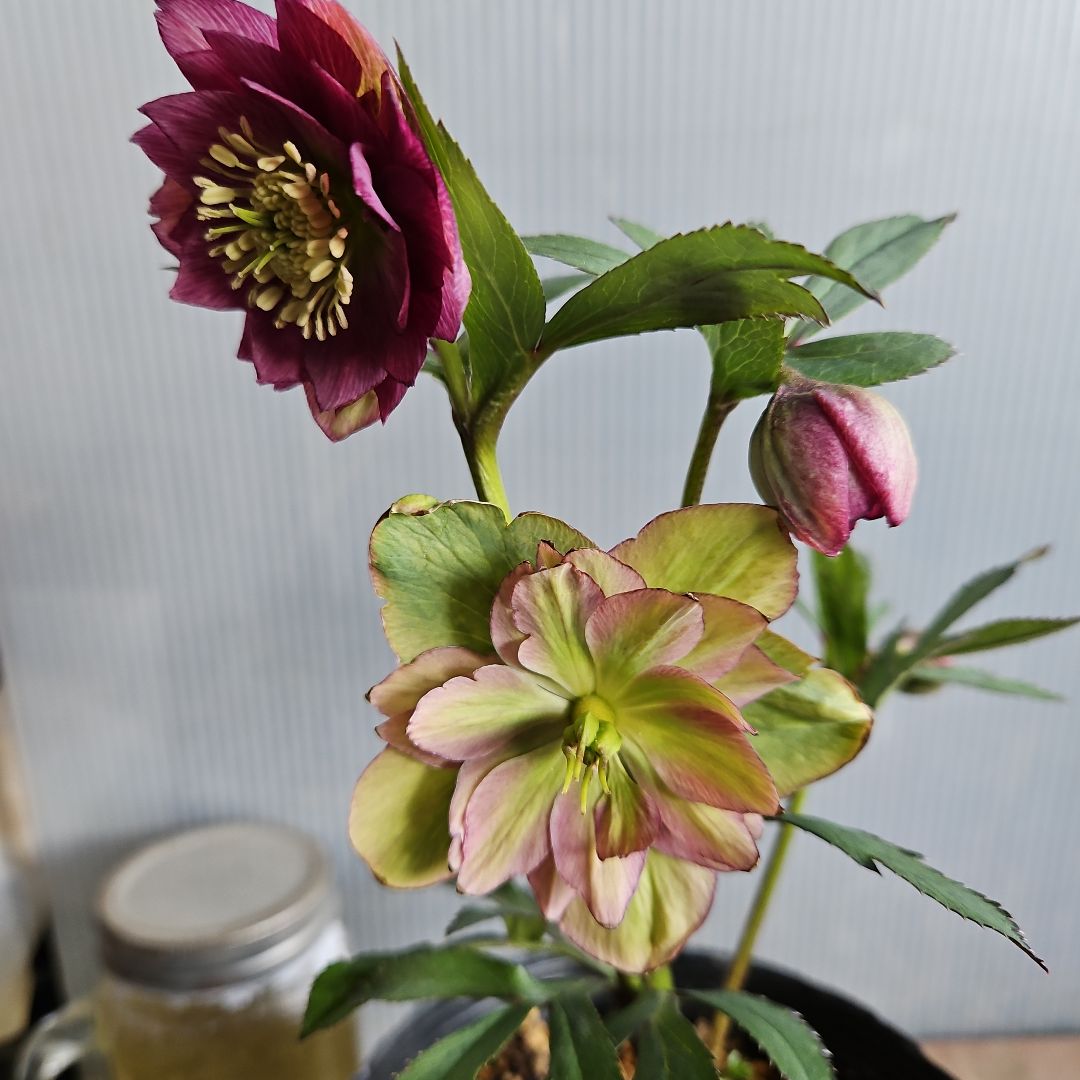 Sh様ご購入苗㉖-511クリスマスローズ