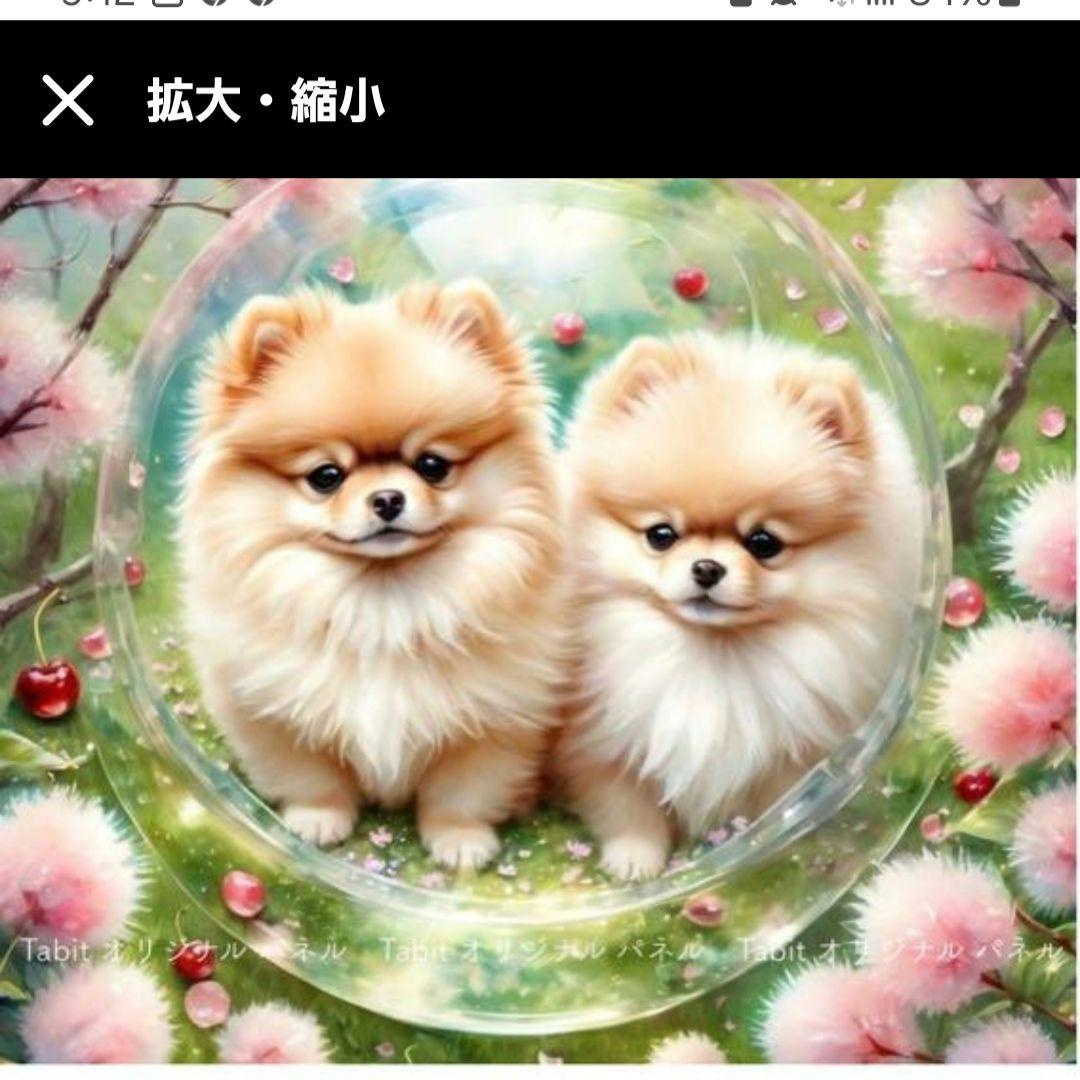 春のポメラニアンパネル生地　ハンドメイド