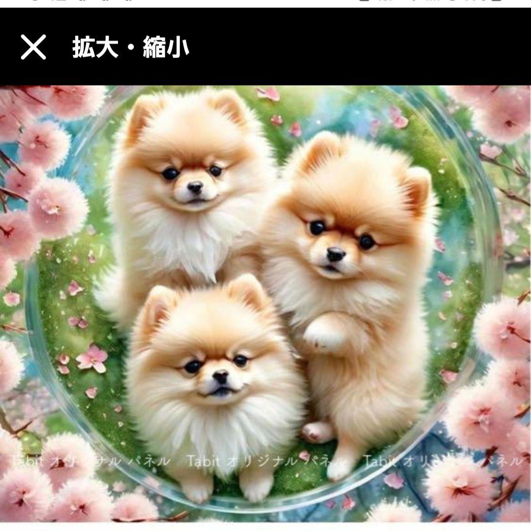 春のポメラニアンパネル生地　ハンドメイド