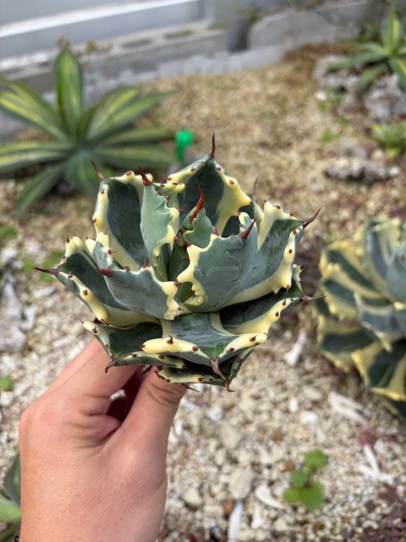 アトミックゴールド　アガベ