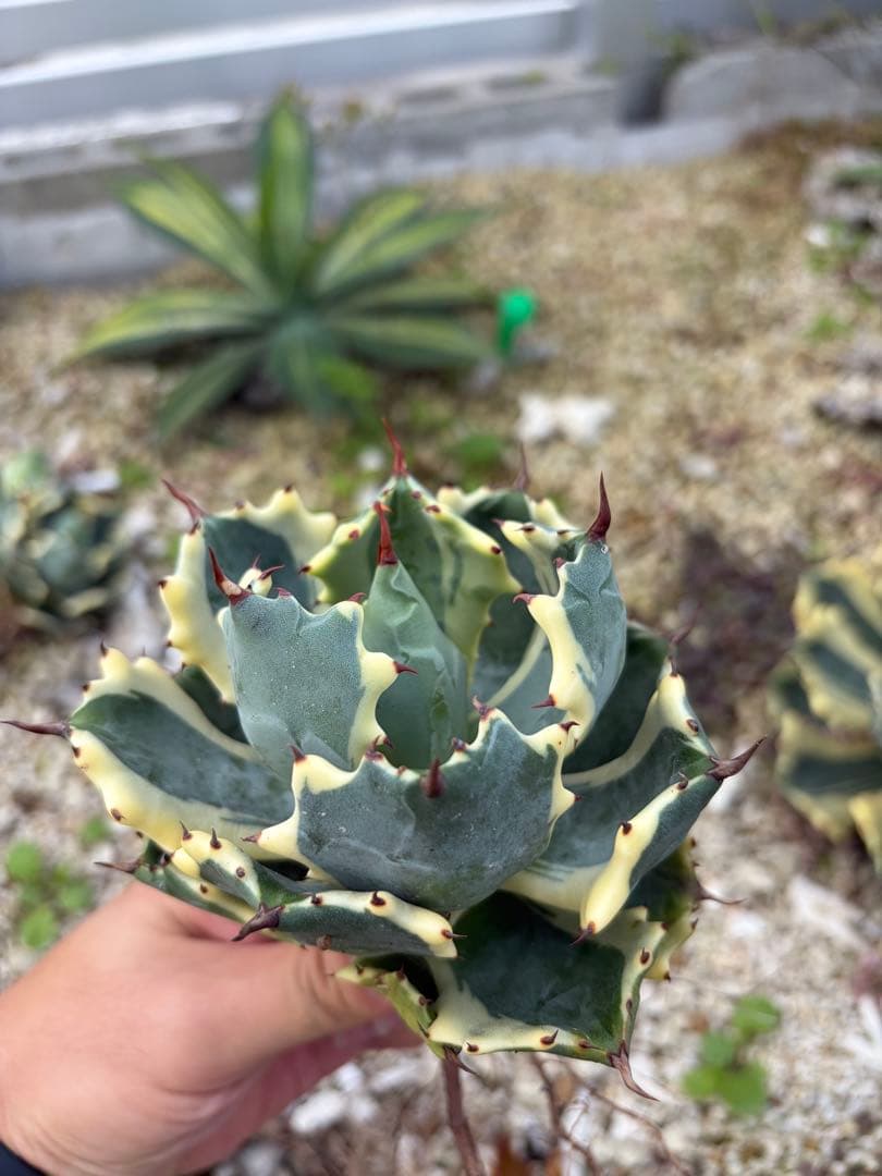 アトミックゴールド　アガベ