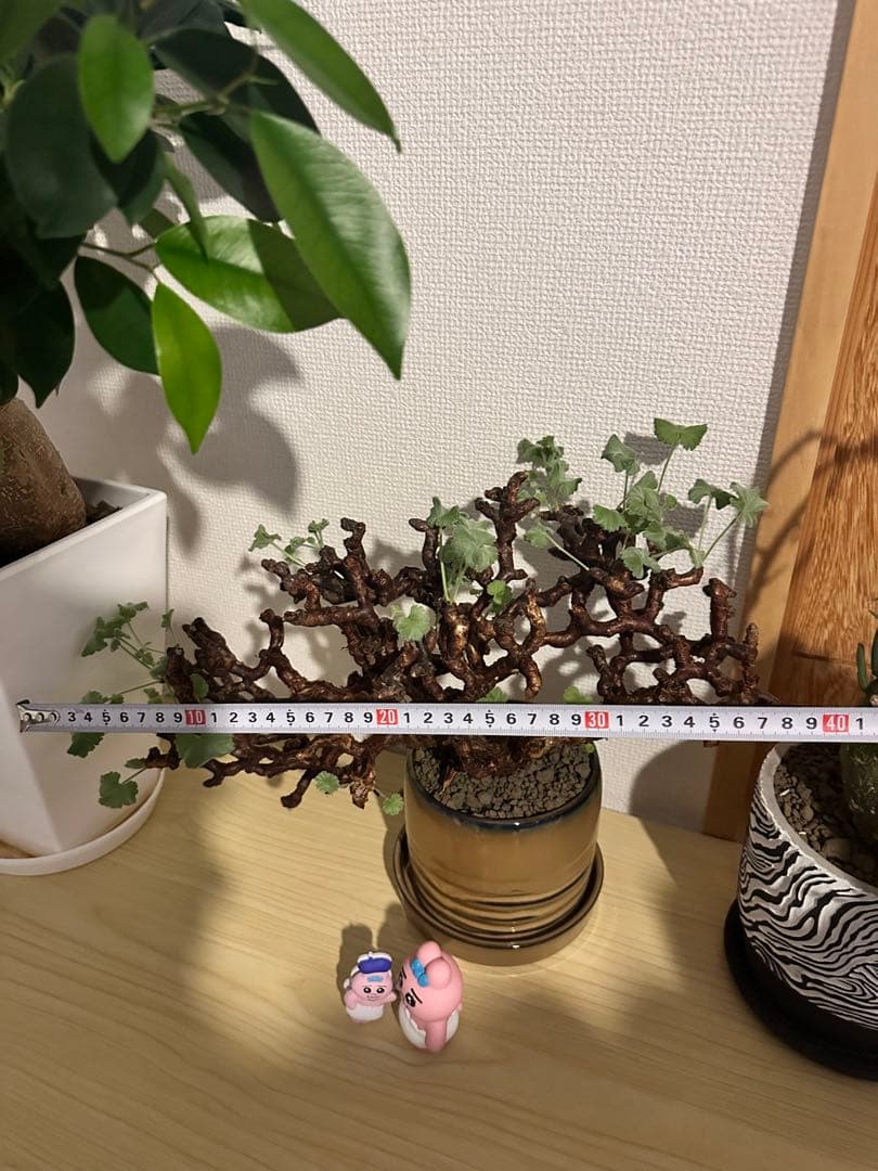 ペラルゴニウム　ミラビレ