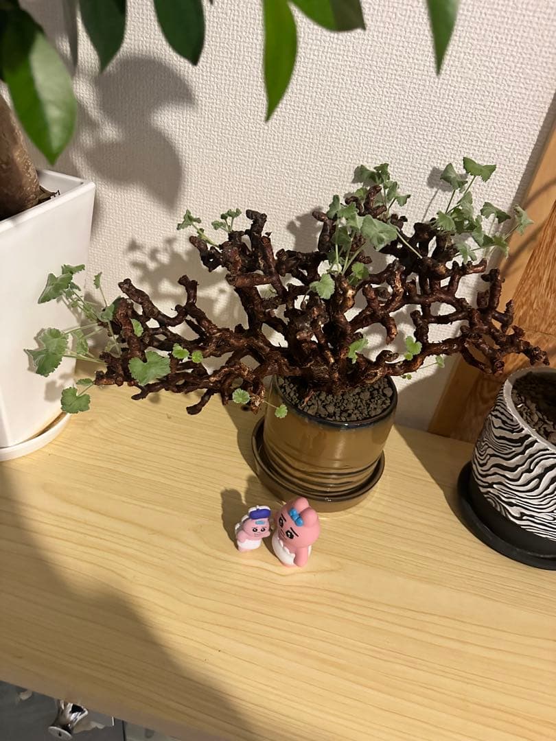 ペラルゴニウム　ミラビレ