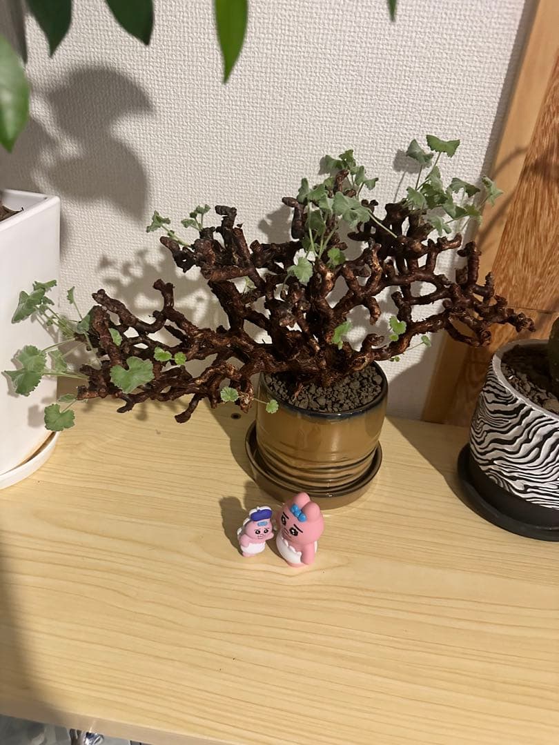 ペラルゴニウム　ミラビレ