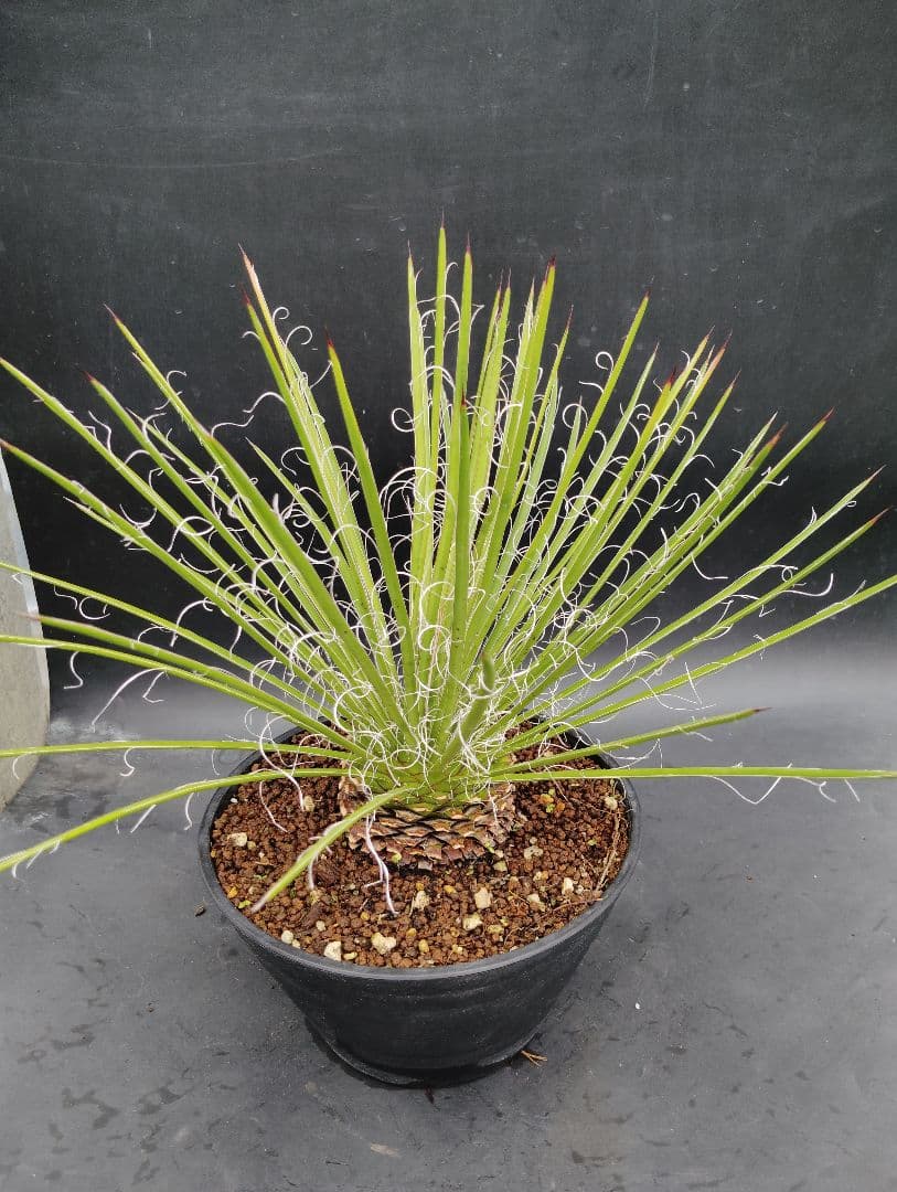 アガベ　ジェミニフローラ